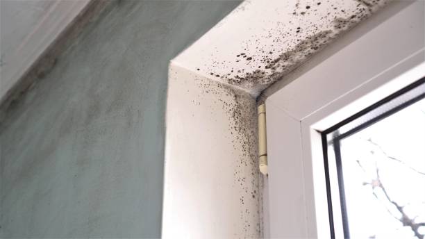 Best Black Mold Removal  in South Whitley, IN